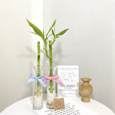 개운죽 수경재배 DIY 세트, 1개