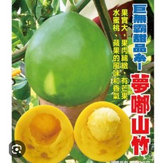 霏霏園藝 夢嘟山竹盆栽，1-2年生，巨大品種，果實大，果肉綿緻, 1個