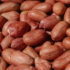 2025 햇 농협 고창 생 알 땅콩, 1세트, 1kg