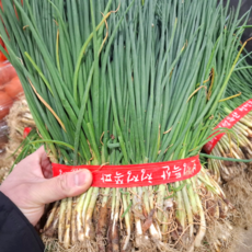 국내산 노지 흙쪽파 1단 1.5kg내외 보성쪽파 전라도쪽파 손질하지 않은 쪽파, 1.5kg, 2개
