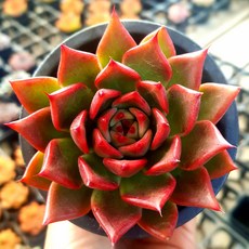 다육이 총집합 골라담기 다육식물 다육이, 4번- 레드와인