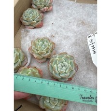 03MC多肉園 [嚴選]2025進口景天多肉植物日曆，多款選項，桌面療癒小物, 1個, 冰玉