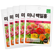 [주주씨앗] 미니백일홍 씨앗 100립 키작은 왜성 백일홍 종자 씨 봄 여름 가을 파종 오래피는 꽃씨 몰 키우기, 5개