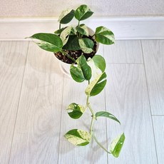 에피프레넘 피나텀 마블 바리에가타 2촉 (동일품배송)