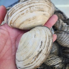 싱싱햇 생물 우럭조개 캠핑 우럭 조개, 1세트, 500g(6미내외)