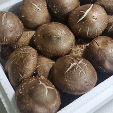 [ 산지직송 ] 표고버섯 무농약 참나무표고버섯농장, 1개, 13.표고버섯 [중상품] 500g