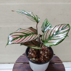 [성심꽃농원] 새로입고~칼라데아 오나타_핑크_소품 (25cm)_099, 1개