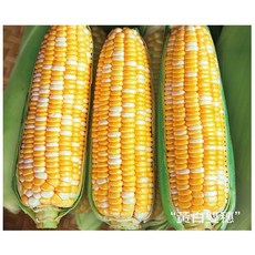【野菜部屋~】N22 黃白雙穗水果玉米種子 半磅 雙色水果玉米, 1包