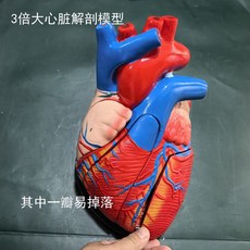 인체 뼈 모형 모델 실습 교구 인체구조 척추모형 교육용 해부 인체모형 인체피규어 골격45cm 해골, 심장