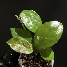 호야 스테노필라 동일품배송