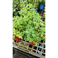 花花世界 香草植物 紫花貓薄荷 貓穗草 5吋盆 高15-30cm 貓咪最愛 半蔓性, 1個