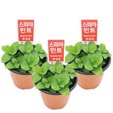 꽃집아가씨 [1+1+1모기퇴치/벌레퇴치/허브 17종 묶음판매]구문초/벤쿠버/야래향/파리지옥/긴잎끈끈이주걱/네펜데스/퍼포리아/로즈마리/장미허브/라벤더/애플 초코 스피아 페퍼민트, 12, 3개, 스피아민트(S)