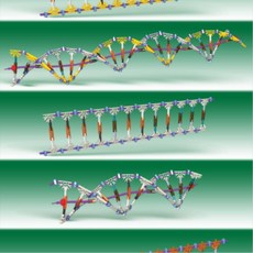 교사 간편설명 DNA RNA 퍼즐식 모형 과학실 방과후 교실 실습실, 1개