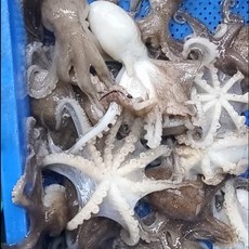 [25년 조업] 국내산 서해안 봄 냉동 알배기 알 쭈꾸미 주꾸미 1kg, 급냉 쭈꾸미 1kg, 1개