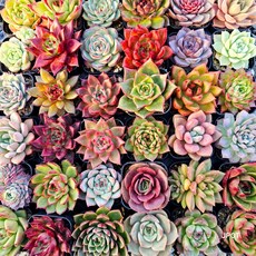 고급형 다육이 식물 10개