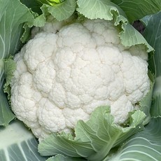 제주산 생 콜리플라워 칼리플라워 산지직송 특품, 6kg, 1박스