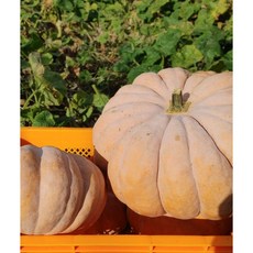 맷돌호박 전문가 재배, 1개, 3.9kg내외