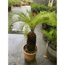 霏霏園藝 鐵樹 盤栽型觀葉植物, 1個