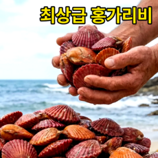 [3차 엄격검수]당일조업 홍 가리비 국산, 1박스, 2kg (특품)