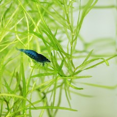 피알피쉬 나자스말 5촉 / 수초 후경수초 토종수초, 1개