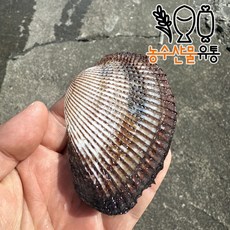 벌교 꼬막 피꼬막 피조개 당일조업 어민살리기 프로젝트 산지직송 왕꼬막, 5kg, 1개
