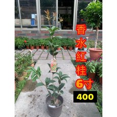 霏霏園藝香水紅桂6株 400元, 1個