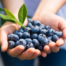 항공직송 칠레산 생블루베리 (특 사이즈) 로얄과 16-20mm, 125g, 2개