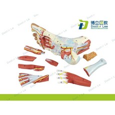 해부학모델 근육모형 부품 인간 신경계 교육용, A