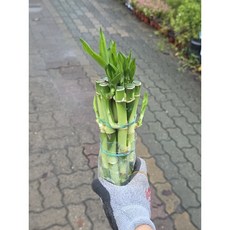 개운죽 20CM (10개 1묶음) 수경식물 행운목 공기정화식물, 1개