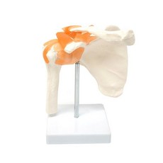 어깨 인대 모형 인체 해부 뼈 운동기능 교구 견관절 정형외과