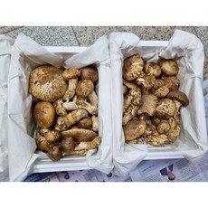 송이버섯 (국내자연산 먹거리 생송이) 1kg, 1개