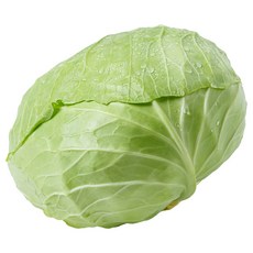 프레시 속이 꽉 차 아삭한 국내산 양배추, 1.5kg, 1개