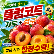 [제철특가] 여름과일 자두 살구 플럼코트, 1박스, 대과 1kg (15-20과)