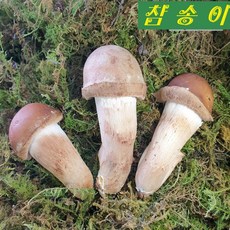 [친환경 만족도1등]곡성 참송이버섯 100%국산배지만 사용 (중국산 주의/2시이전 주문시 내일도착), 1박스, 흠집손질송이 500g