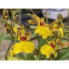 [꽃밭에서 난원] 서양란(온시디움 알로하 1개), 1개