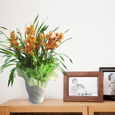 오렌지 심비디움MTFF035, 서울특별시／광역시／경기도, 베이직, 필요없음