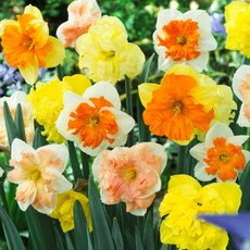 [큐가든] 향기 수선화 구근 Collar 버터플라이 유럽직수입 특선 모음 1set 2개
