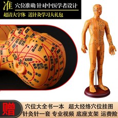 혈자리 골격근 경혈 해부학 인체모형 한의사 인형, 스킨톤 남성 모델 52 cm