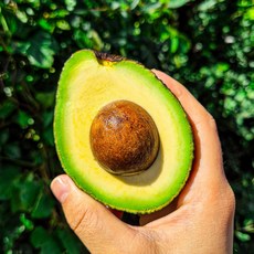 프리미엄 아보카도 대과 신선 생과일 가정용 업소용 샐러드용, 아보카도 대과 1kg 5-6과