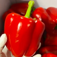 특품 농수산 국내산 신선한 빨간파프리카 빨강파프리카 새벽시장, 2개, 약 410g내외