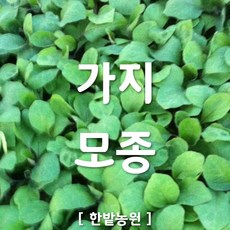 채소 모종 ~ 각종 묘종. 베란다 텃밭 세트 공기정화식물 허브 씨앗 채소모종 ~, H046 가지 모종 1개