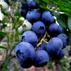 생 블루베리 생과 직수입 프리미엄 항공직송 제철 슈퍼푸드 2팩, 블루베리 125g 2팩 (18mm)