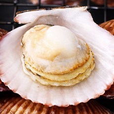 [쫄깃달콤] 홍가리비 산지직송 통영 가리비, 1개, 1kg