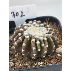 [가람다육] 홀스티 선인장, 1개, 홀스티302