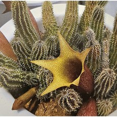 팅커벨 꽃이예쁜 타바레시아버클리 철화5년생, 1개