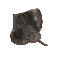 수산물 택배 목포 급냉 생물 가오리 2kg, 2개