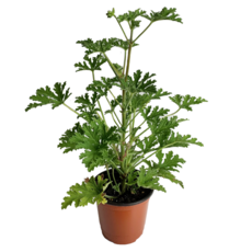 구문초 모기퇴치 벌레잡이 공기정화 허브 식물 대성식물, 1개, 단일