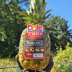 Dole 돌 스위티오 파인애플 직수입 생과 필리핀 pineapple, 1개, 4수(1수당 1.2~1.4kg)