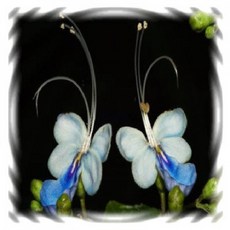 (고급 희귀 꽃모종)나비수국 9cm분 2개 (HJ)