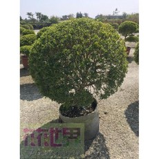 花花世界 圍籬樹苗 細葉七里香(球狀)-波波草/直徑80-90cm/高100-110cm